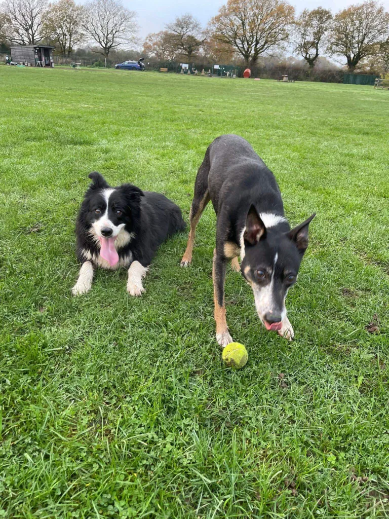 Field-Of-Dreams-Secure-Dog-Park-Overseal-South-Derbyshire