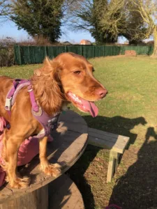 Field-Of-Dreams-Secure-Dog-Park-Overseal-South-Derbyshire