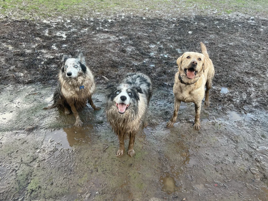 Field-Of-Dreams-Secure-Dog-Park-Overseal-South-Derbyshire