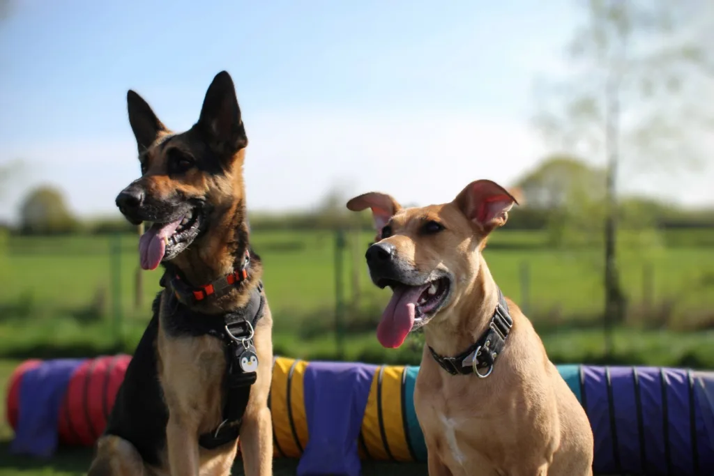 Field-Of-Dreams-Secure-Dog-Park-Overseal-South-Derbyshire