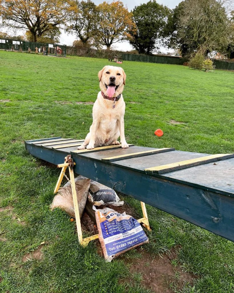 Field-Of-Dreams-Secure-Dog-Park-Overseal-South-Derbyshire